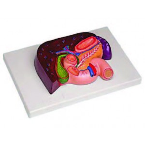 Liver with Gallbladder, Pancreas and Duodenum